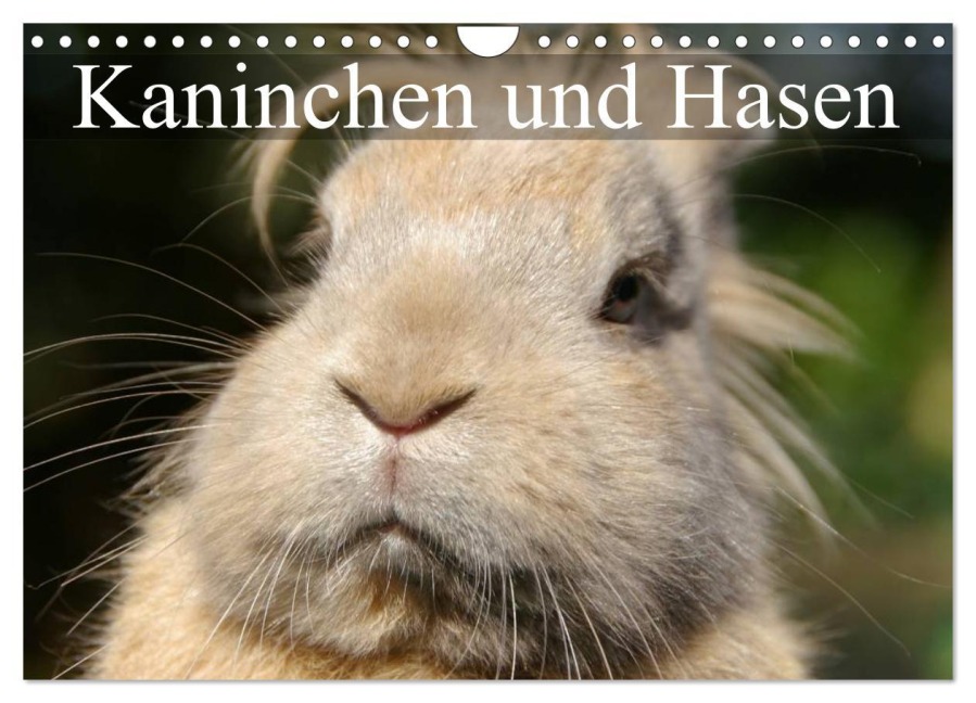 Kaninchen und Hasen (Wandkalender 2026 DIN A4 quer), CALVENDO Monatskalender - Elisabeth Stanzer
