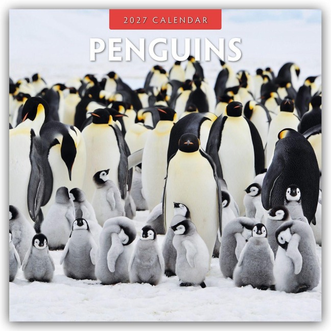 Penguins - Pinguine 2027 - 16-Monatskalender - Robin Red