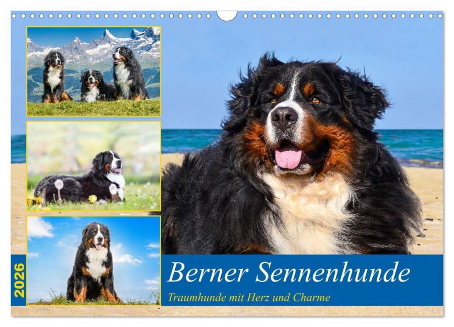 Berner Sennenhunde - Traumhunde mit Charme (Wandkalender 2026 DIN A3 quer), CALVENDO Monatskalender - Jana K. Fotografie