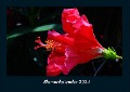 Blumenkalender 2024 Fotokalender DIN A4 - Tobias Becker