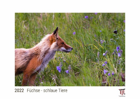 Füchse - schlaue Tiere 2022 - White Edition - Timokrates Kalender, Wandkalender, Bildkalender - DIN A4 (ca. 30 x 21 cm) - 