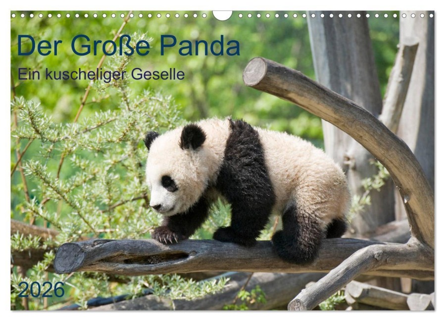Der Große Panda Ein kuscheliger Geselle (Wandkalender 2026 DIN A3 quer), CALVENDO Monatskalender - Prime Selection