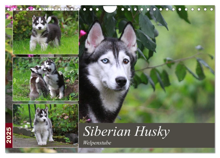 Siberian Husky - Welpenstube (Wandkalender 2025 DIN A4 quer), CALVENDO Monatskalender - Barbara Mielewczyk