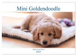 Mini Goldendoodle - Glück ist ein Hund (Wandkalender 2025 DIN A2 quer), CALVENDO Monatskalender - Stephan Schulz