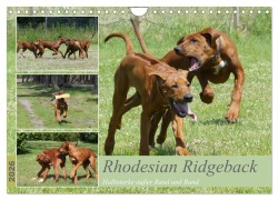Cover-Bild zum Titel 'Rhodesian Ridgeback - Halbstarke außer Rand und Band (Wandkalender 2026 DIN A4 quer), CALVENDO Monatskalender' von 'Birgit Bodsch'