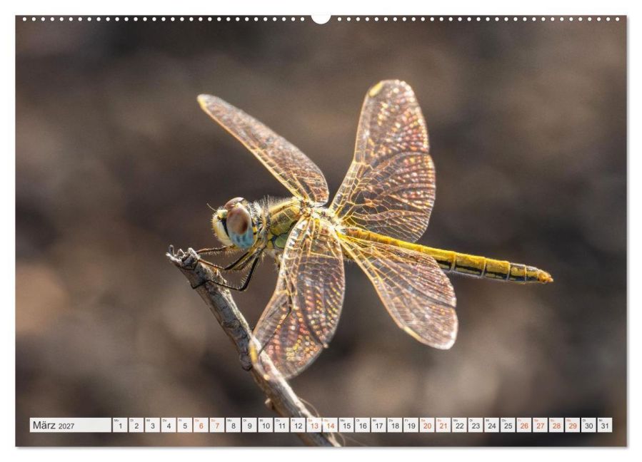 InsideView 7