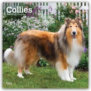 Cover-Bild zum Titel 'Collies - Langhaarcollie 2027 - 16-Monatskalender' von 'Browntrout Publishers'