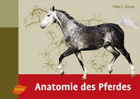 Anatomie des Pferdes - Peter C. Goody