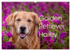 Cover-Bild zum Titel 'Golden Retriever Hailey Fotokalender (Wandkalender 2026 DIN A2 quer), CALVENDO Monatskalender' von 'Daniela Hofmeister'