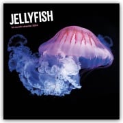 Jellyfish - Quallen 2026 - Wand-Kalender - Carousel Calendar
