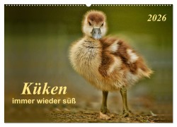 Küken - immer wieder süß (Wandkalender 2026 DIN A2 quer), CALVENDO Monatskalender - Peter Roder