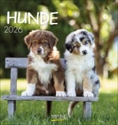 Hunde 2026 - 