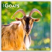 Goats - Ziegen 2026 - 16-Monatskalender - Browntrout Publishers
