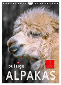 Putzige Alpakas (Wandkalender 2024 DIN A4 hoch), CALVENDO Monatskalender - Peter Roder
