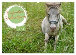 Faszination Shetlandpony (Wandkalender 2026 DIN A2 quer), CALVENDO Monatskalender - Babett Paul - Babetts Bildergalerie