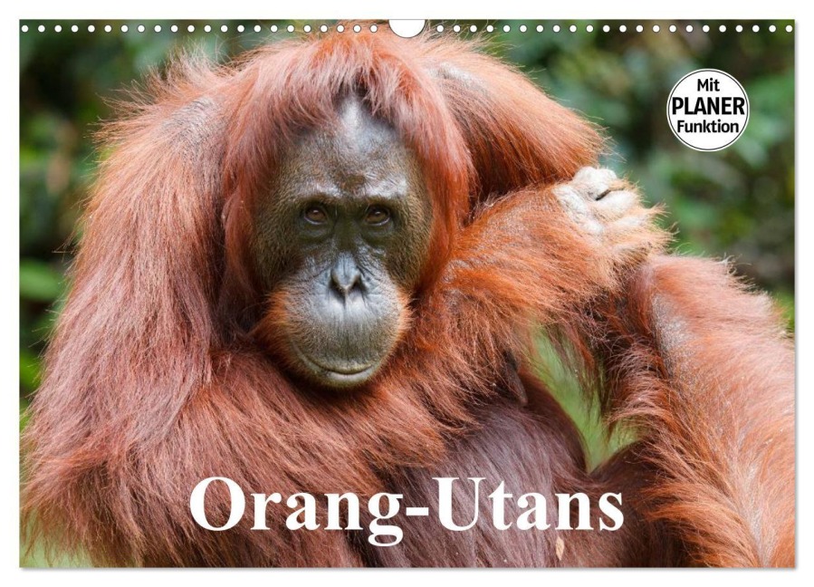 Orang-Utans (Wandkalender 2026 DIN A3 quer), CALVENDO Monatskalender - Elisabeth Stanzer