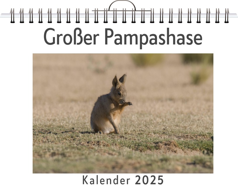 Großer Pampashase - Theo Fischer