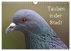 Cover-Bild zum Titel 'Tauben in der Stadt (Wandkalender 2026 DIN A4 quer), CALVENDO Monatskalender' von 'Kattobello Kattobello'