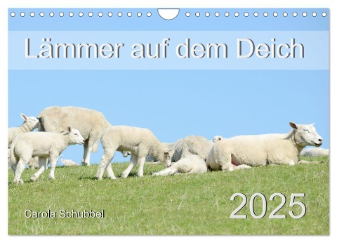 Lämmer auf dem Deich (Wandkalender 2025 DIN A4 quer), CALVENDO Monatskalender - Carola Schubbel