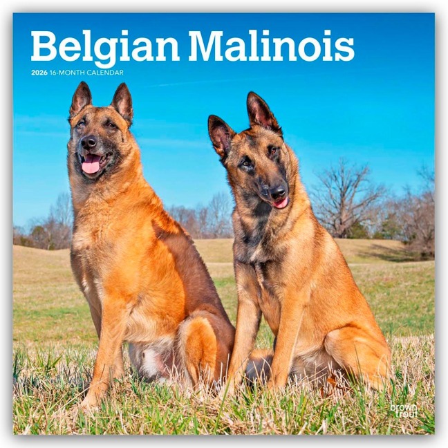 Belgian Malinois 2026 - 16-Monatskalender - Browntrout Publishers