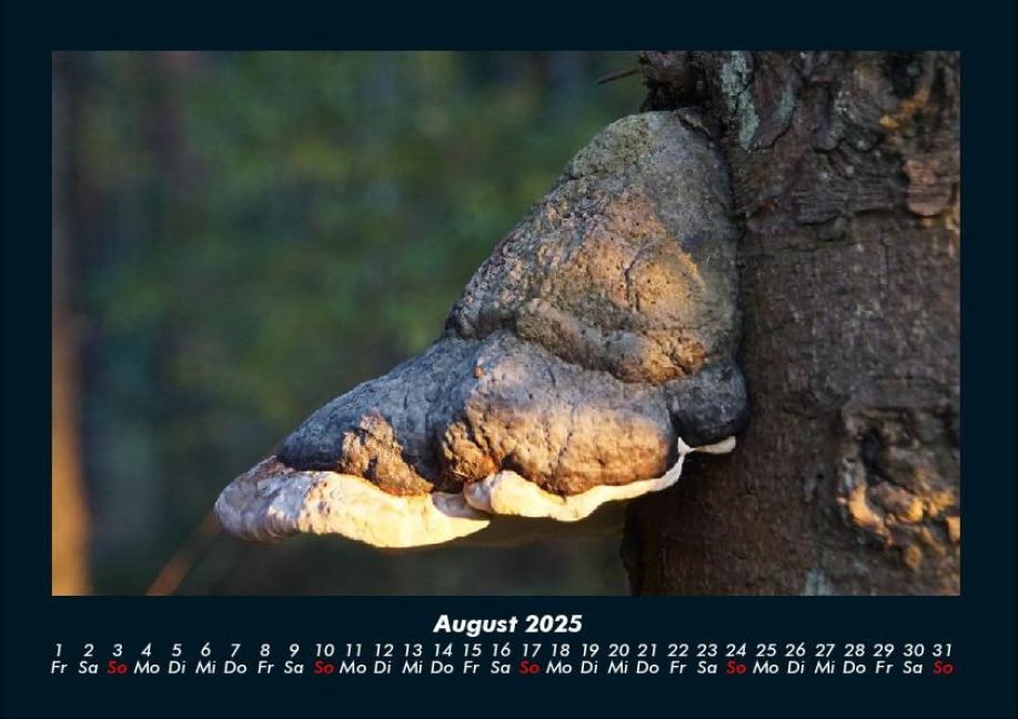 InsideView 12