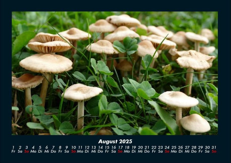 InsideView 12