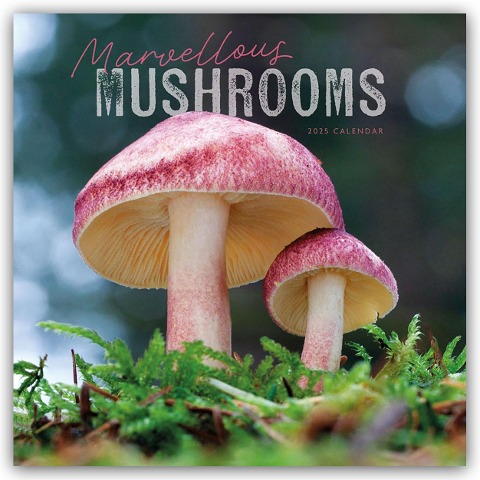 Mushrooms - Pilze 2025 - Wand-Kalender - Carousel Calendar