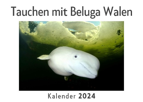 Tauchen mit Beluga Walen (Wandkalender 2024, Kalender DIN A4 quer, Monatskalender im Querformat mit Kalendarium, Das perfekte Geschenk) - Anna Müller