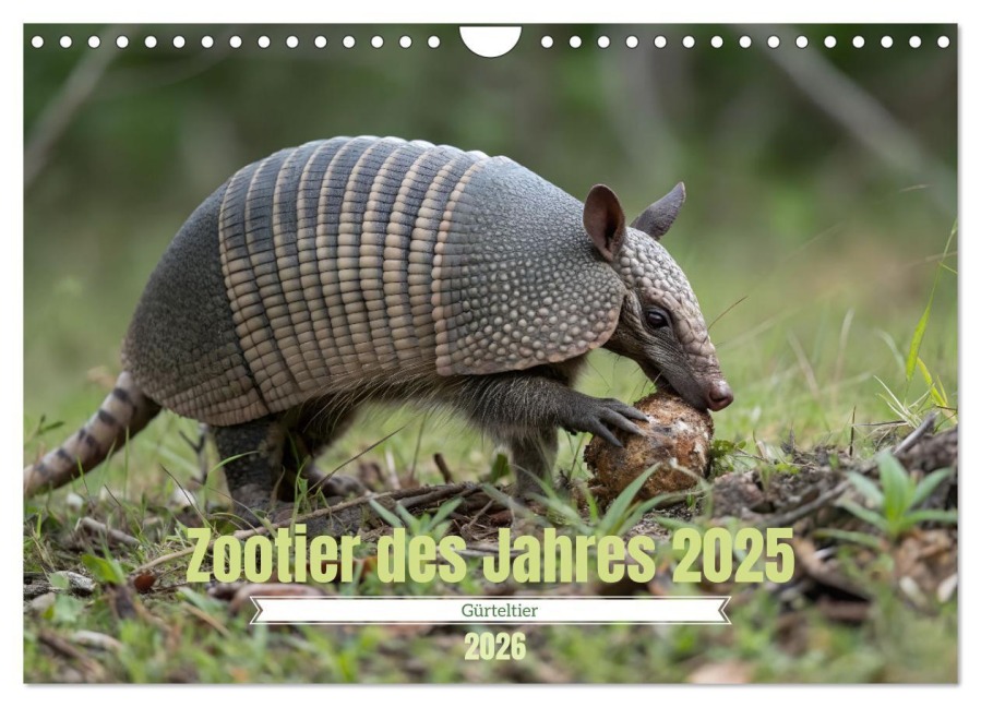 Zootier des Jahres 2025 - Gürteltier (Wandkalender 2026 DIN A4 quer), CALVENDO Monatskalender - Stacey Herz