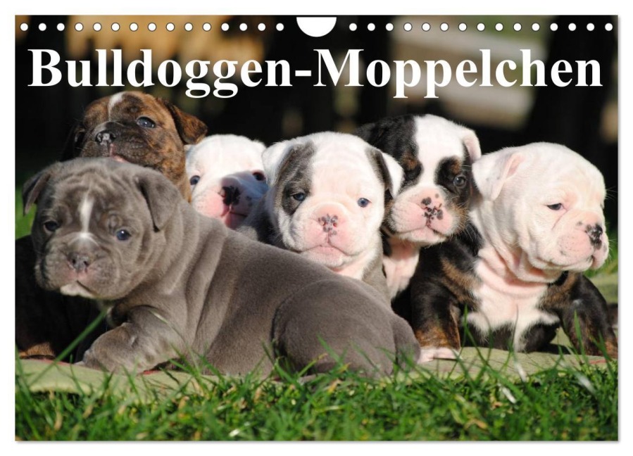 Bulldoggen-Moppelchen (Wandkalender 2026 DIN A4 quer), CALVENDO Monatskalender - Elisabeth Stanzer
