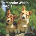 Pembroke Welsh Corgis 2025 12 X 24 Inch Monthly Square Wall Calendar Plastic-Free - Browntrout
