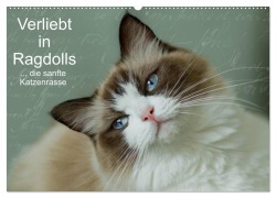 Verliebt in Ragdolls ... die sanfte Katzenrasse (Wandkalender 2025 DIN A2 quer), CALVENDO Monatskalender - Marion Reiß-Seibert