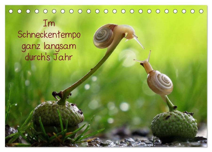 Ganz langsam im Schneckentempo durch's Jahr (Tischkalender 2026 DIN A5 quer), CALVENDO Monatskalender - Judith Doberstein