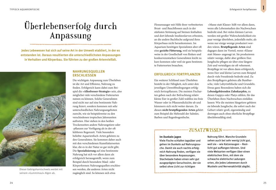 InsideView 5