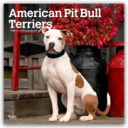 American Pit Bull Terriers 2026 - 16-Monatskalender - Browntrout Publishers