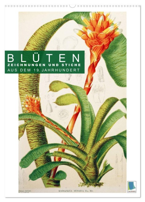 Blüten: Zeichnungen und Stiche aus dem 19. Jahrhundert (Wandkalender 2025 DIN A2 hoch), CALVENDO Monatskalender - Calvendo Calvendo