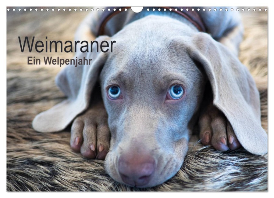 Weimaraner - Ein Welpenjahr (Wandkalender 2026 DIN A3 quer), CALVENDO Monatskalender - Ira Kaltenegger