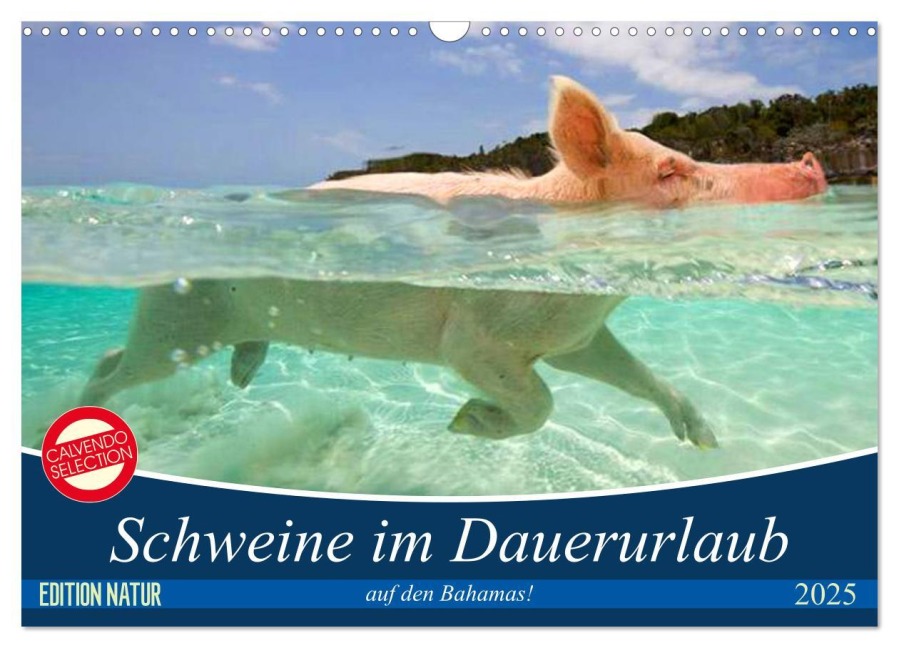 Schweine im Dauerurlaub auf den Bahamas! (Wandkalender 2025 DIN A3 quer), CALVENDO Monatskalender - Elisabeth Stanzer