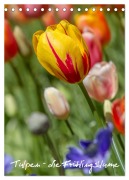 Cover-Bild zum Titel 'Tulpen - die Frühlingsblume (Tischkalender 2026 DIN A5 hoch), CALVENDO Monatskalender' von 'Immephotography Immephotography'