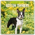 Boston Terriers - Boston Terrier 2025 - 16-Monatskalender - 