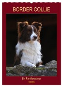 Border Collie - Ein Familienplaner (Wandkalender 2026 DIN A2 hoch), CALVENDO Monatskalender - Sigrid Starick
