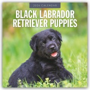 Black Labrador Retriever Puppies - Schwarze Labrador Retriever Welpen 2026 - 16-Monatskalender - Robin Red