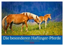 Cover-Bild zum Titel 'Die besonderen Haflinger-Pferde (Wandkalender 2026 DIN A2 quer), CALVENDO Monatskalender' von 'Torsten Irmer'