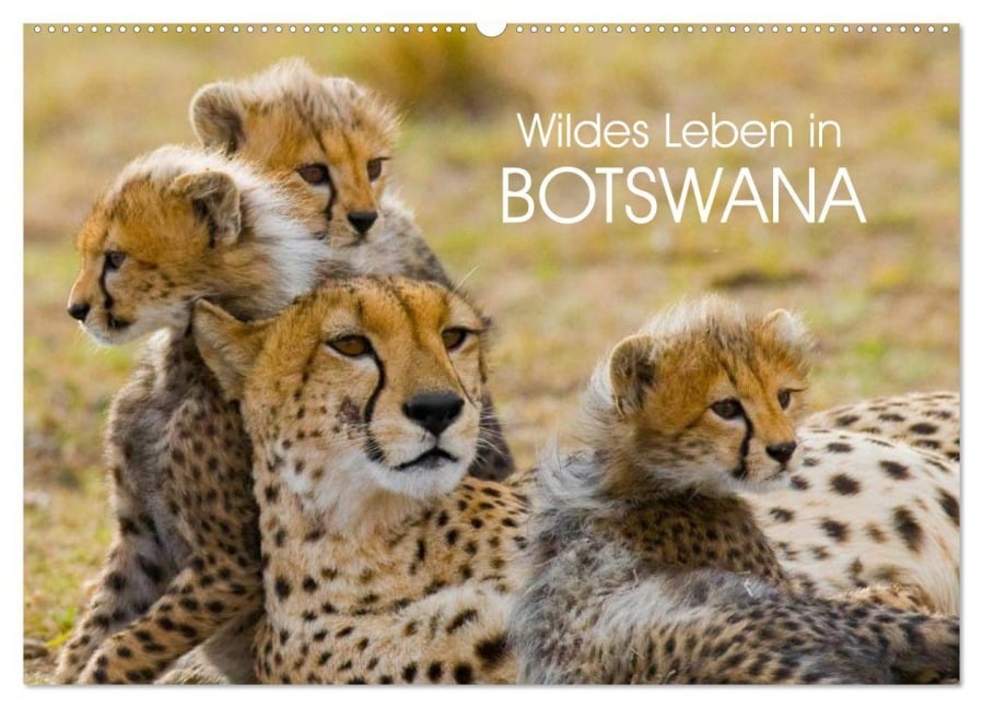 Wildes Leben in Botswana (Wandkalender 2025 DIN A2 quer), CALVENDO Monatskalender - Elisabeth Stanzer