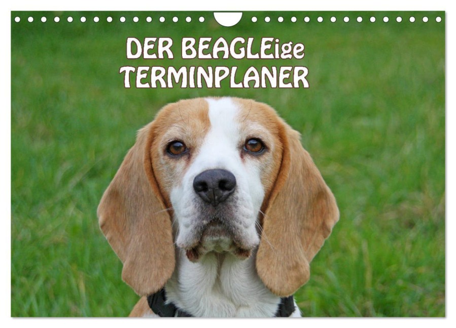 DER BEAGLEige TERMINPLANER (Wandkalender 2026 DIN A4 quer), CALVENDO Monatskalender - Antje Lindert-Rottke