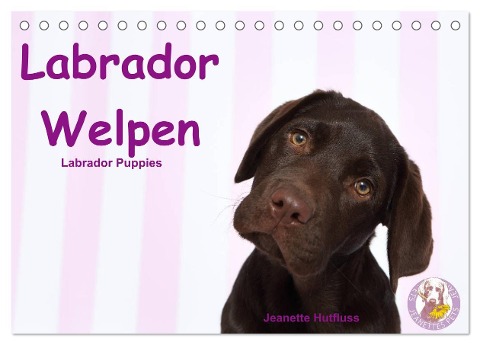 Labrador Welpen - Labrador Puppies (Tischkalender 2025 DIN A5 quer), CALVENDO Monatskalender - Jeanette Hutfluss