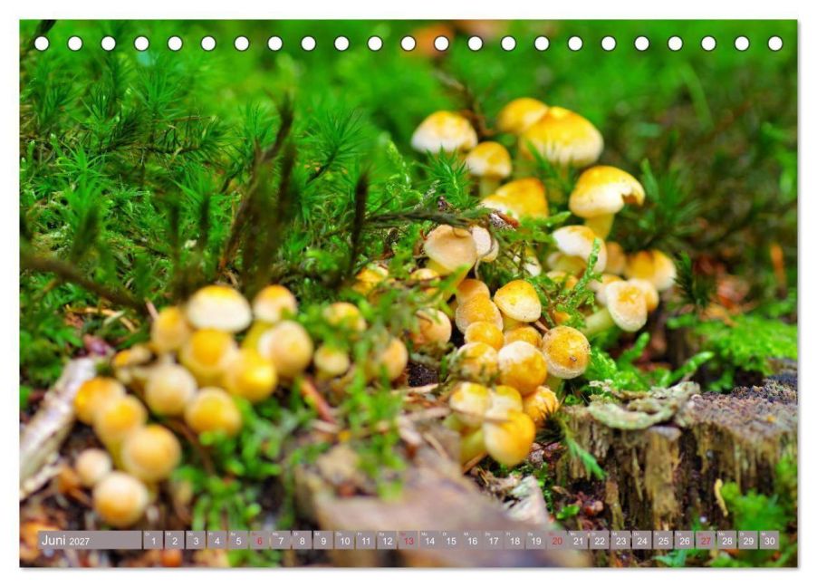 InsideView 11