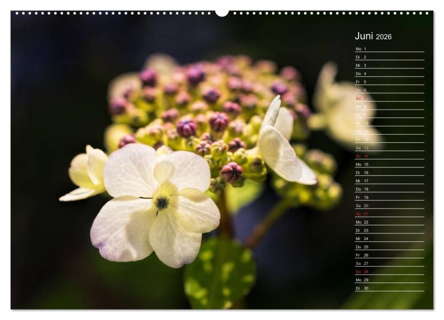InsideView 10