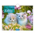 Trötsch Notizkalender Querformat Notizkalender Katzen 2024 - mit 12 Postkarten - 