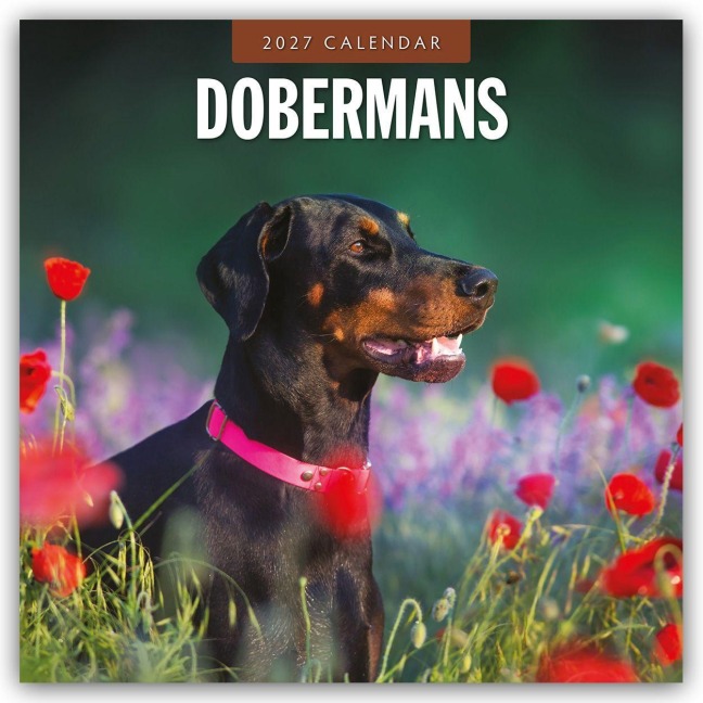 Dobermans - Dobermann 2027 - 16-Monatskalender - Robin Red